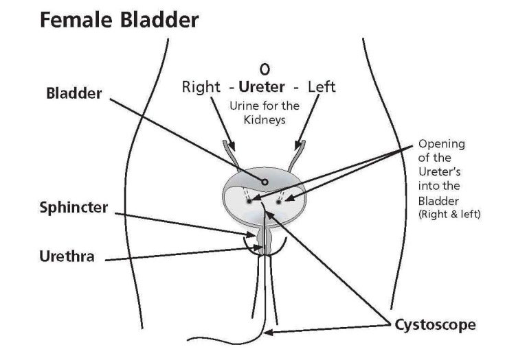 anatomy of the female bladder