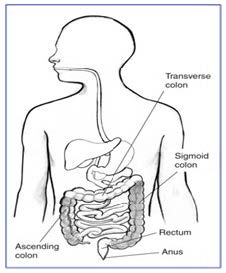 diagram showing the sigmoid colon, ascending colon and transverse colon