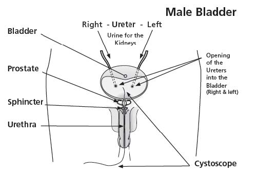 anatomy of the male bladder