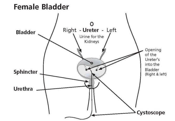 anatomy of the female bladder 