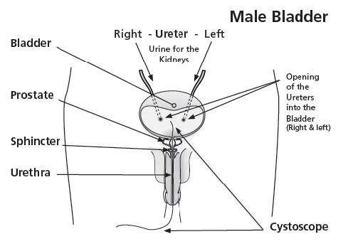 anatomy of the male bladder 