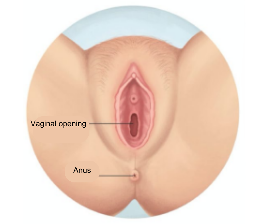 A diagram of a woman's vagina, showing the vaginal opening and the anus below.