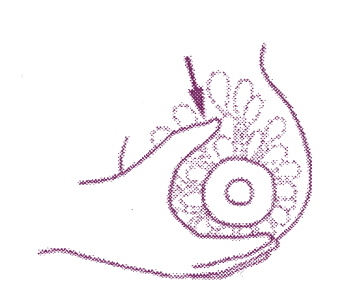 A line drawing of a breast, showing the nipple and milk ducts.
A hand is cupping the breast, with the fingers below the nipped and thumb above it.